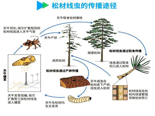 四川自贡观测发现恶性外来入侵物种，灵活解析实施应对策略_R版行动报告