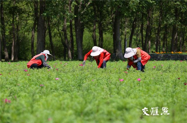 最新园艺趋势，种下希望，收获自信与成就感