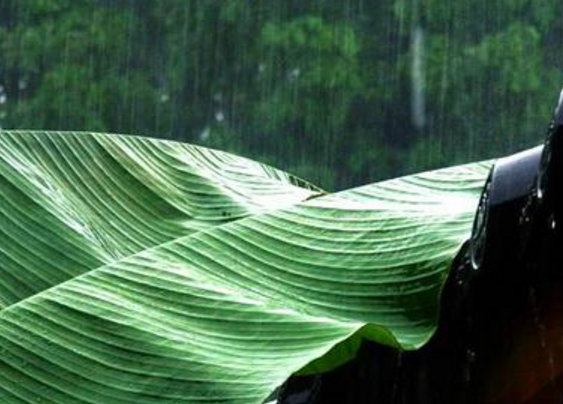 芭蕉雨中的浪漫漫步体验，一场细腻又独特的雨中之旅