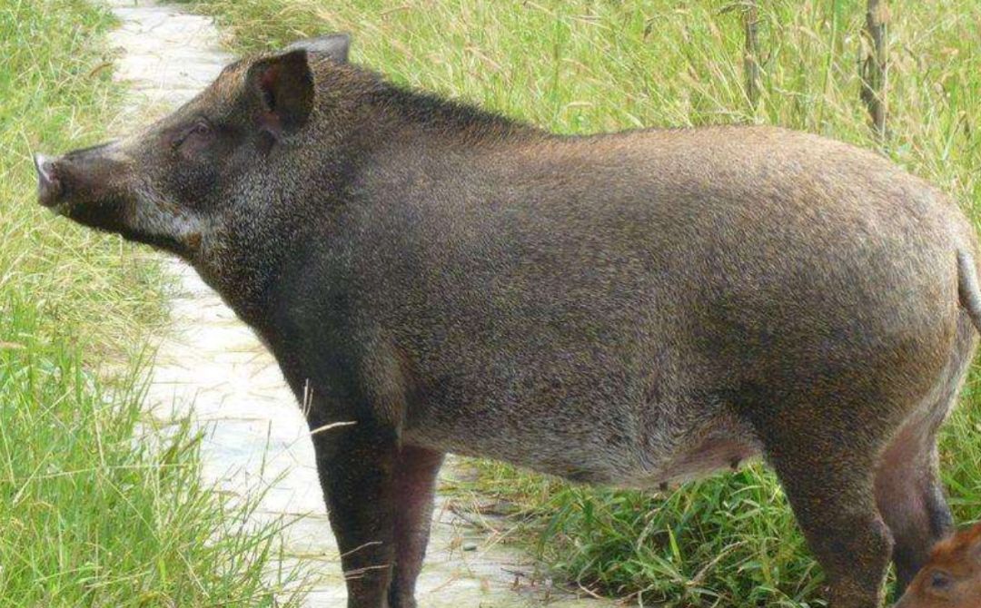 警惕野猪入侵，全方位应对野猪祸害的指南