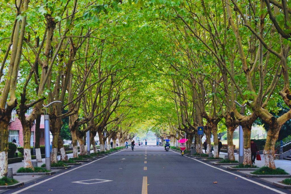 探秘四川最新大学隐藏小巷的特色小店，11月1日四川最新大学的新鲜发现