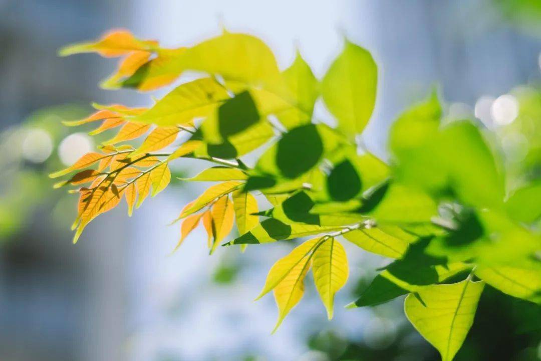 最新春分图片分享，邂逅春分时节的最美风景