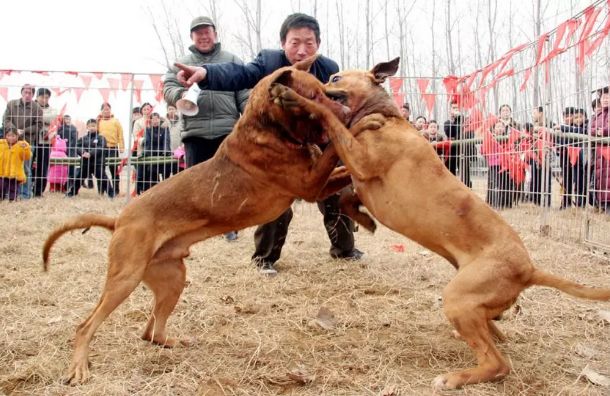 潮汕土狗斗狗盛典，激烈对决与深远影响纪实（11月6日最新视频）