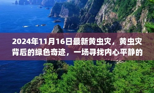 黄虫灾背后的绿色奇迹，寻找内心平静的旅程