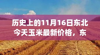 东北秘境，玉米情缘与今日玉米价格揭秘（11月16日最新价格更新）