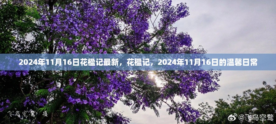 花楹记，2024年11月16日的温馨日常