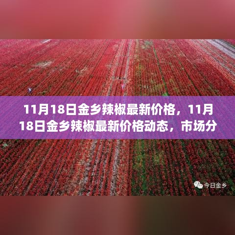 11月18日金乡辣椒最新价格及市场动态，市场分析、趋势预测