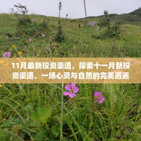 11月新投资渠道探索，心灵与自然的完美交融之旅