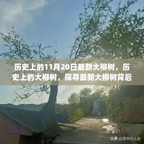 探寻大柳树背后的故事，历史变迁与最新进展纪实