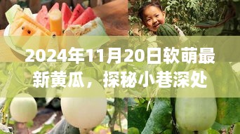 探秘小巷深处的软萌黄瓜乐园，2024年11月20日的软萌黄瓜新发现