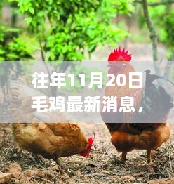 往年11月20日毛鸡动态，变化中的学习与自信成就之源