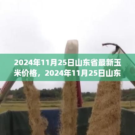 山东省玉米价格动态更新，学习成长之路与星光璀璨的探寻