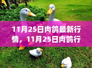 11月25日肉鸽行情乐观，与自然共舞，探寻内心宁静的旅程