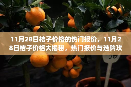 11月28日桔子价格一览，热门报价与选购指南