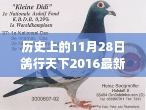 历史上的11月28日与鸽行天下最新视频回顾，穿越时空的鸽影