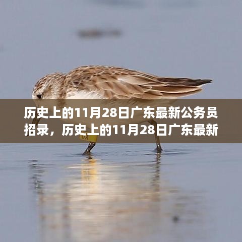 历史上的11月28日广东公务员招录概览与评测报告