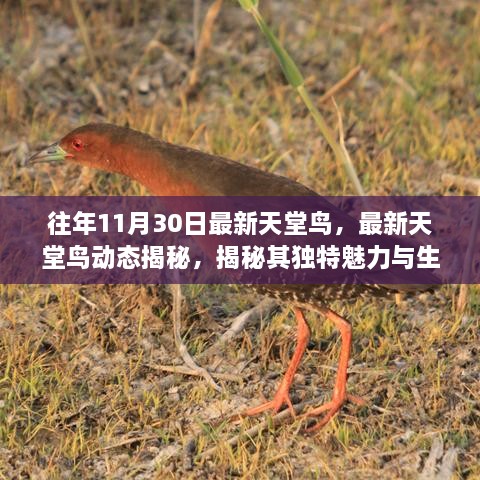 揭秘往年天堂鸟最新动态，独特魅力与生态价值的探索（往年11月更新）