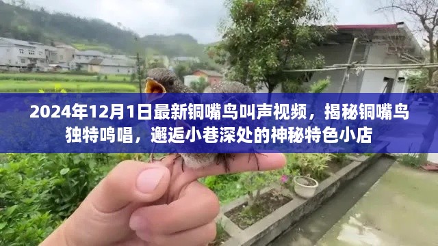 揭秘铜嘴鸟独特鸣唱，探寻小巷深处的神秘特色小店——最新铜嘴鸟叫声视频发布