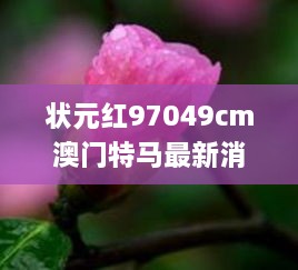 状元红97049cm澳门特马最新消息,调整计划执行细节_XP97.633-7