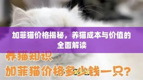 加菲猫价格揭秘，养猫成本与价值的全面解读