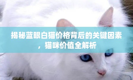 揭秘蓝眼白猫价格背后的关键因素，猫咪价值全解析