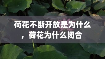 荷花不断开放是为什么，荷花为什么闭合 