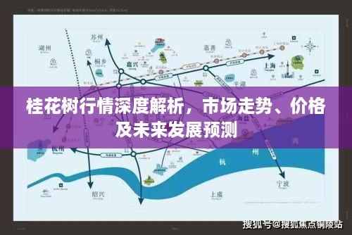 桂花树行情深度解析，市场走势、价格及未来发展预测