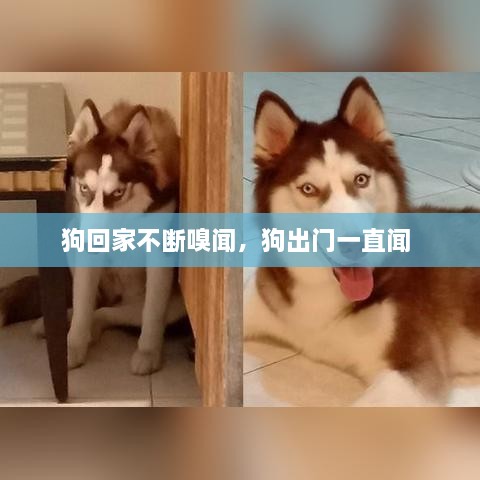 狗回家不断嗅闻，狗出门一直闻 