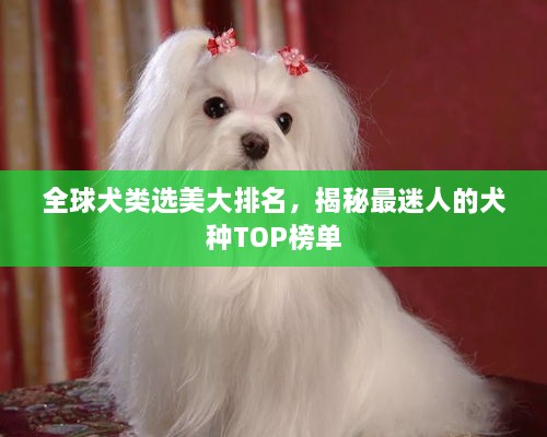 全球犬类选美大排名，揭秘最迷人的犬种TOP榜单