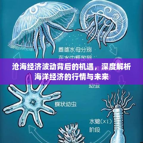 沧海经济波动背后的机遇，深度解析海洋经济的行情与未来