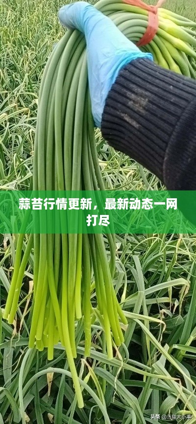 蒜苔行情更新，最新动态一网打尽