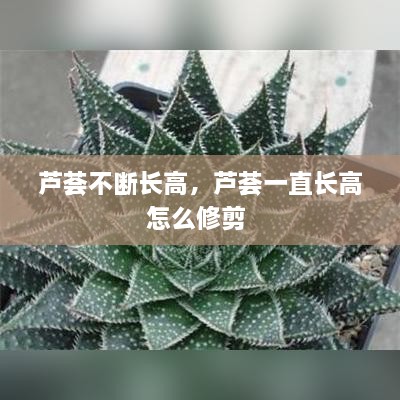 芦荟不断长高，芦荟一直长高怎么修剪 