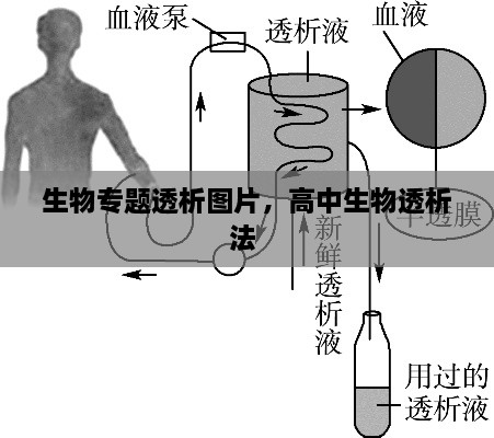 生物专题透析图片，高中生物透析法 