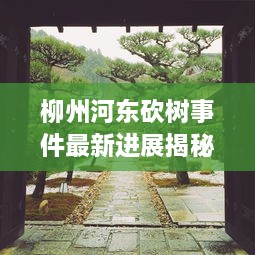 柳州河东砍树事件最新进展揭秘，背景深度解析