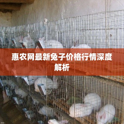 惠农网最新兔子价格行情深度解析