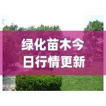 绿化苗木今日行情更新，求购网最新动态速递