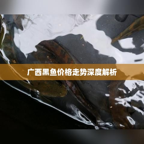 广西黑鱼价格走势深度解析