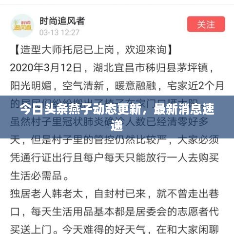 今日头条燕子动态更新，最新消息速递