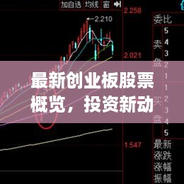 最新创业板股票概览，投资新动向全解析