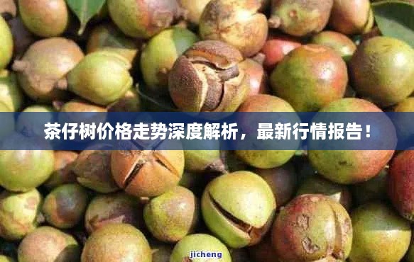 茶仔树价格走势深度解析，最新行情报告！