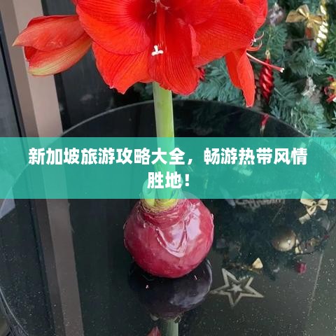 新加坡旅游攻略大全，畅游热带风情胜地！