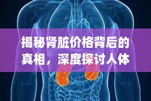 揭秘肾脏价格背后的真相，深度探讨人体肾脏价值