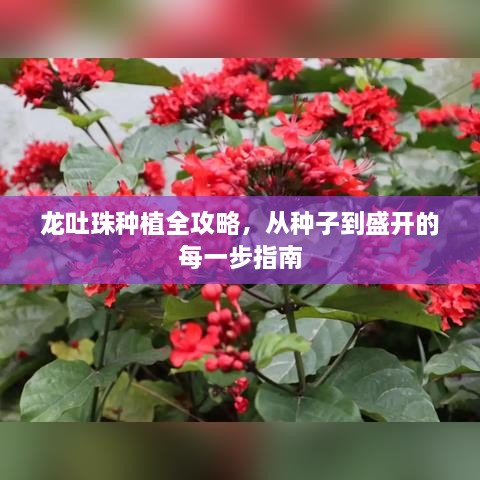 龙吐珠种植全攻略，从种子到盛开的每一步指南