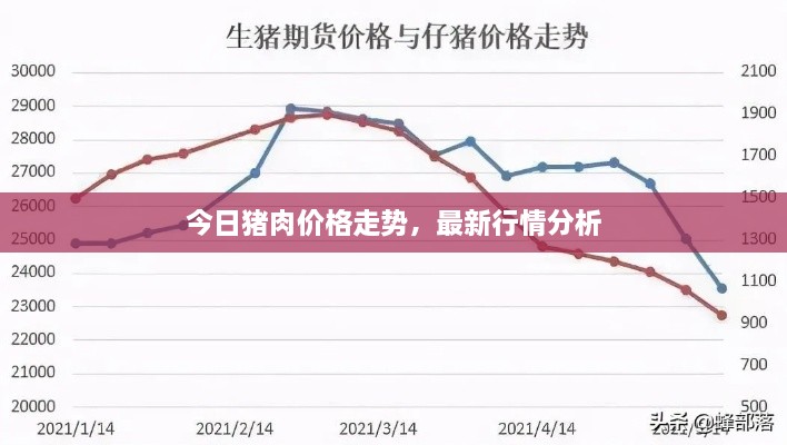 今日猪肉价格走势，最新行情分析