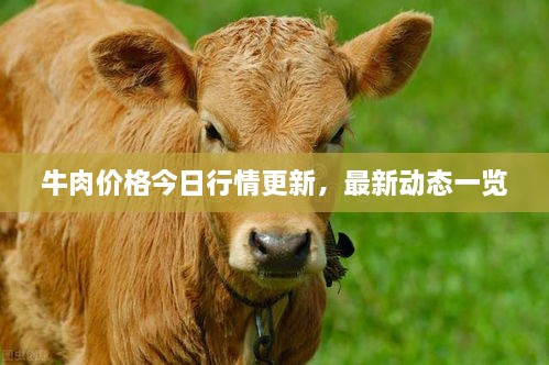 牛肉价格今日行情更新，最新动态一览