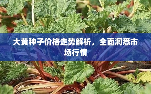 大黄种子价格走势解析，全面洞悉市场行情