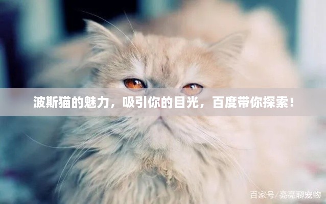 波斯猫的魅力，吸引你的目光，百度带你探索！