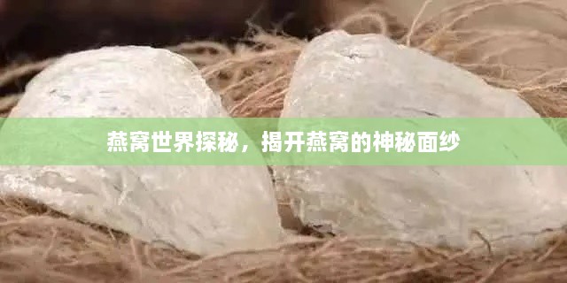 燕窝世界探秘，揭开燕窝的神秘面纱