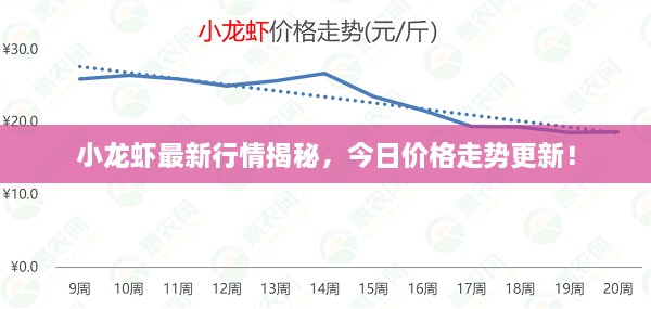 小龙虾最新行情揭秘，今日价格走势更新！