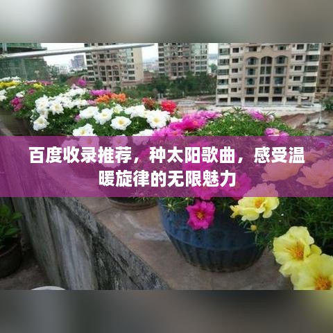 百度收录推荐，种太阳歌曲，感受温暖旋律的无限魅力